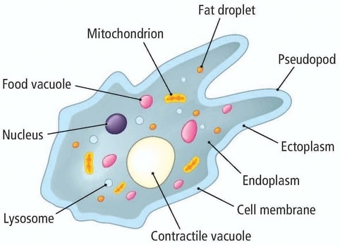 Easyelimu