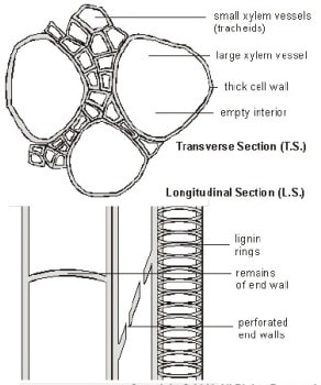 Xylem Features Easyelimu